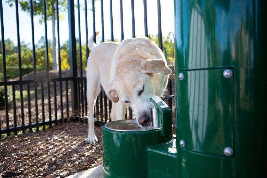 Dog park 498 fido and me fountain lifestyle3 1 low res 183d17ce614a305ef7e14498bef98c4b